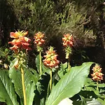 Blooming Botanic Estreito Da Calheta