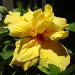 Blooming Botanic
