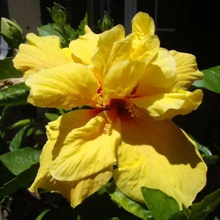 Blooming Botanic