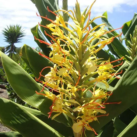 Blooming Botanic