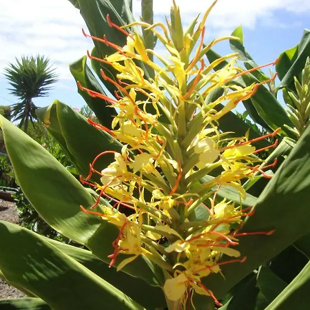 Blooming Botanic