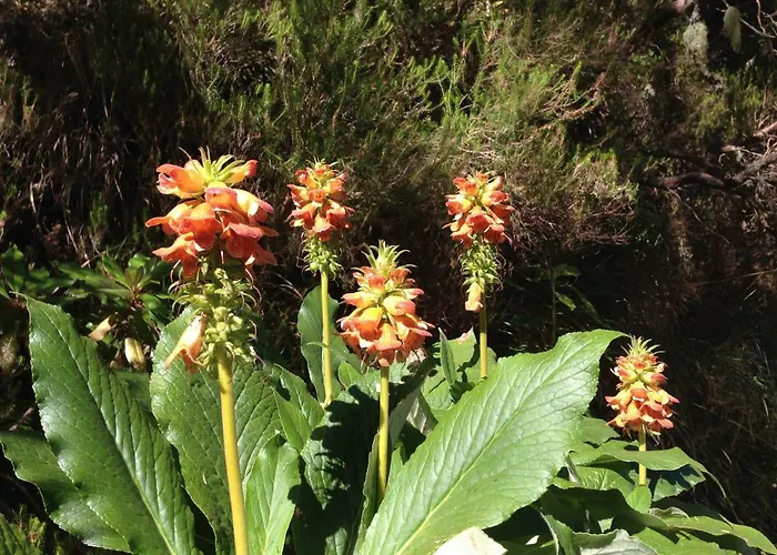 Blooming Botanic Estreito Da Calheta