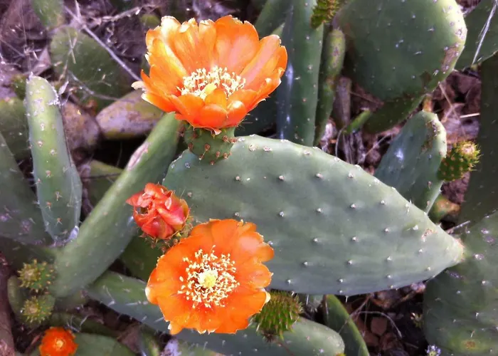 Holiday home Blooming Botanic *