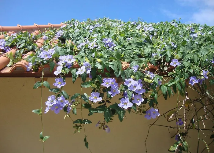 Blooming Botanic * Estreito Da Calheta