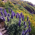 Blooming Botanic Estreito Da Calheta