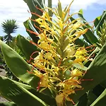 Blooming Botanic