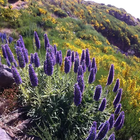 Blooming Botanic Estreito Da Calheta