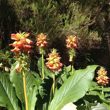 Blooming Botanic Estreito Da Calheta