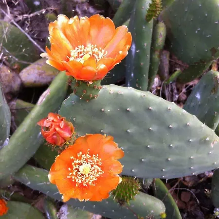 Feriehus Blooming Botanic *