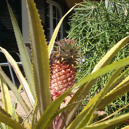 Prázdninový dům Blooming Botanic