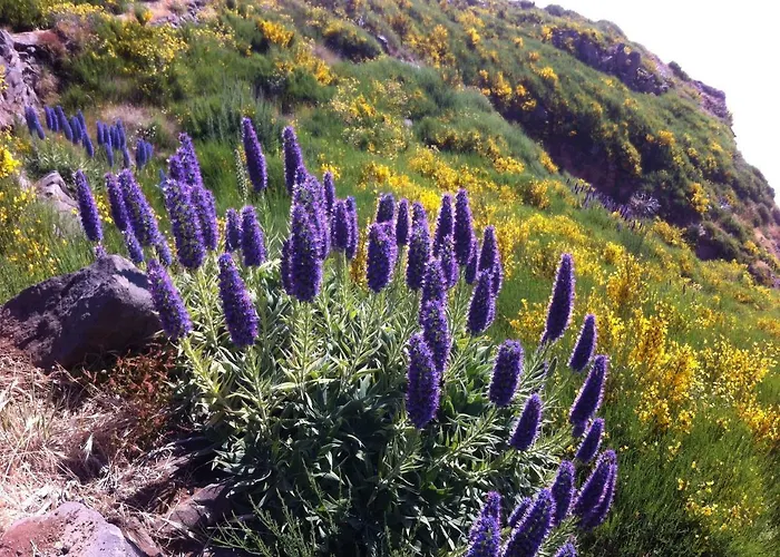 Blooming Botanic Estreito Da Calheta